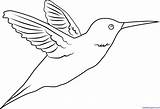 Hummingbird Colibri Webstockreview Lineart sketch template