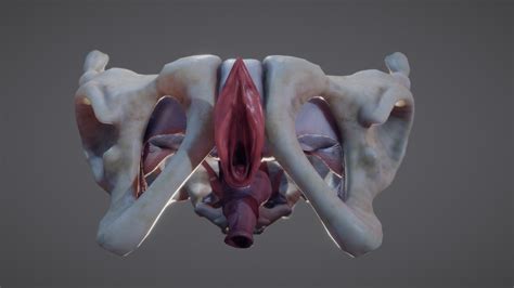 Female Reproductive System Buy Royalty Free 3d Model By