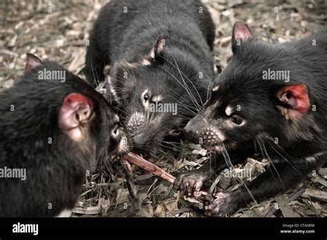 tasmanian devil eating high resolution stock photography  images alamy