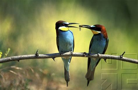 Bird Behavior Courtship And Mating