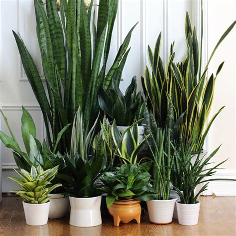 3 Dead Simple Things You Need To Know To Keep Your Indoor Plants Alive