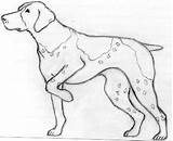 Pointer German Shorthaired Coloring Pages Haired Drawing Printable Getcolorings Color Wire Getdrawings sketch template