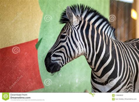 zebra   colored wall  zoo stock photo image  contrast