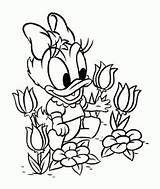 Daisy Coloring Duck Baby Pages Disney Donald Kids Color Flower Printable Easter Print Disegni Colorare Da Colouring Dasiy Getcolorings Beautiful sketch template