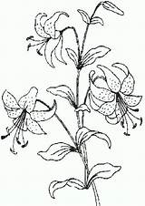 Lilies Blumen sketch template