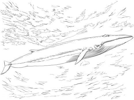fin  finback whale coloring page super coloring finback whale
