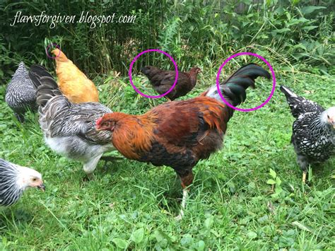 Flaws Forgiven How To Spot A Rooster And What To Do