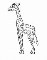 Giraffe Pages Color Coloring Outline Drawing Colouring Printable Clipart Easy Kids Getdrawings sketch template