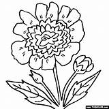 Peony Coloring Pages Flower Marigold Flowers Online Color Rose Comments Thecolor 560px 51kb sketch template