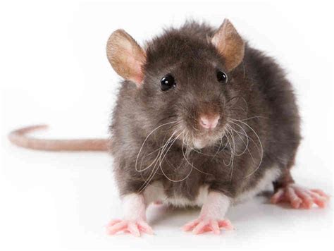 rats  mice health