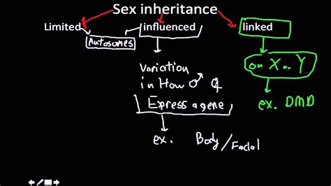 Genetics Sex Limited Vs Sex Influenced Vs Sex Linked Inheritance Youtube