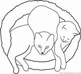 Coloring Cat Ellipse Sleeping Pages Coloringpages101 sketch template