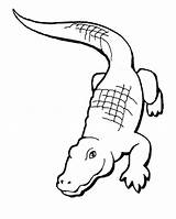 Crocodile Alligator Nile Gar Caiman Realistic Procoloring sketch template