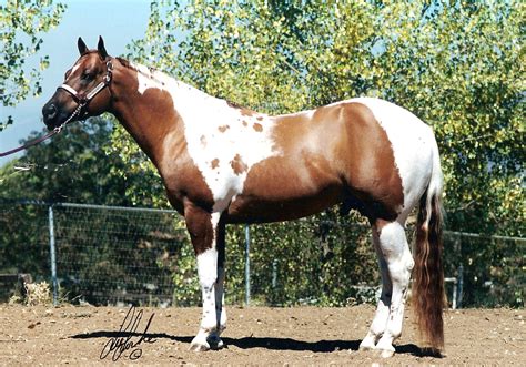 paint horse patterns graphics apha markings