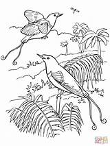 Coloring Paradise Bird Pages Birds King Quetzal Color Printable Drawing sketch template