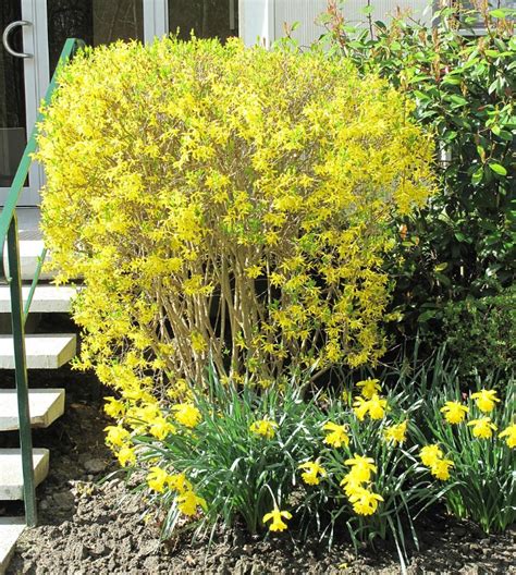 Pruning Forsythia How And When To Trim Forsythia Bushes