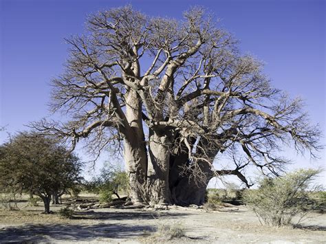 africa s oldest and most unusual trees are mysteriously dying the