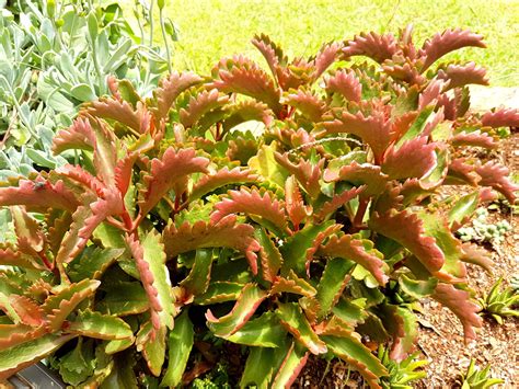 Six Angled Kalanchoe Kalanchoe Sexangularis Succulent