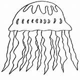 Jellyfish Box Coloring Pages Getdrawings sketch template