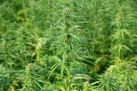 legalization  hemp    step  federal marijuana