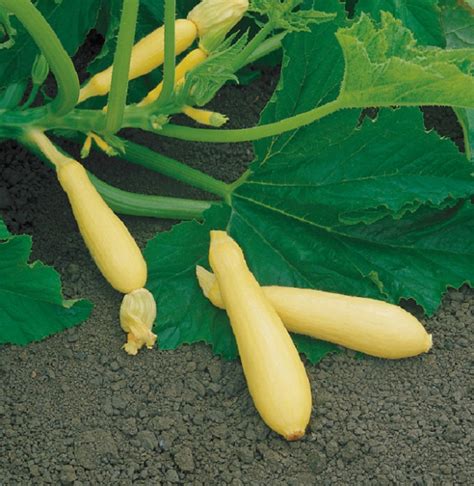 How To Identify Squash—different Squash Types You Didn T