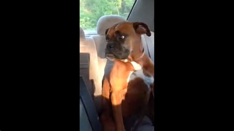 funny boxer gives her mom attitude about having to leave