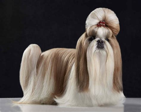 long hair dog breeds  gorgeous locks