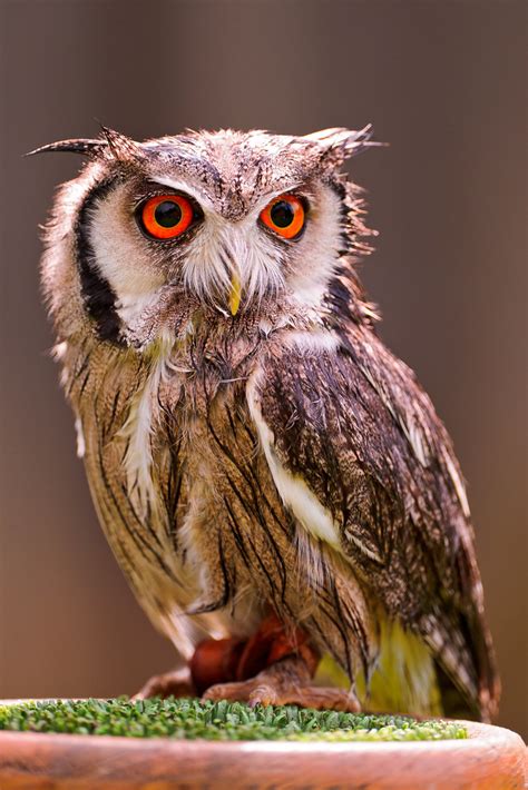 cute owl  guess   owl   young  cute  flickr