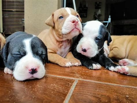 Purebred American Pitbull Puppies For Sale Cape Town