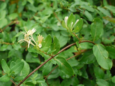 japanese honeysuckle identify  plant