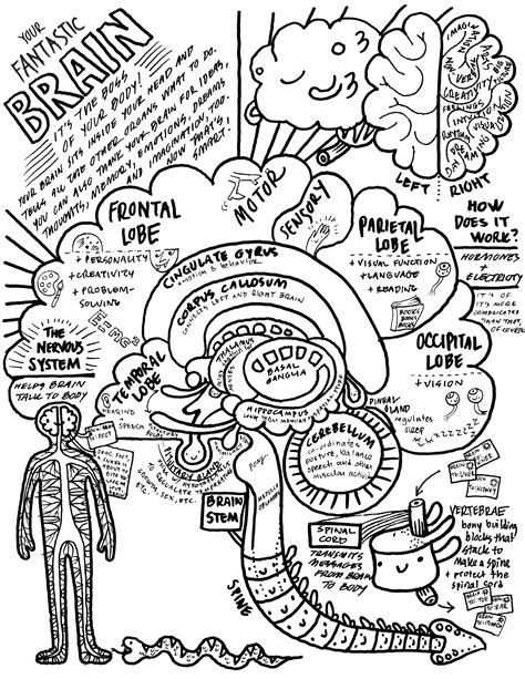 brain coloring page  heart guts