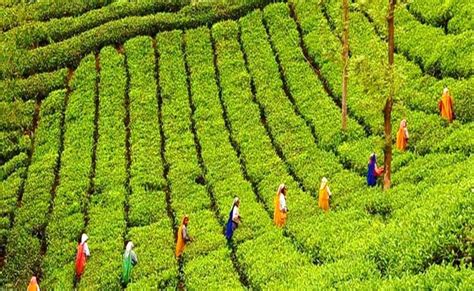 tea plantation   munnar
