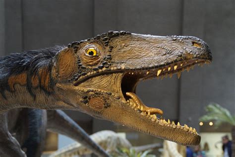 alligators dinosaurs     fauna facts