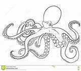 Krake Polipo Mollusc Hoge Hohen Mollusks Alti Gli Getdrawings Designlooter sketch template