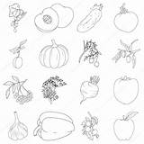 Frutta Verdura Verduras Colorear Vruchten Groenten Reeks Libro Conjunto Fresco Disegno Vettoriali sketch template