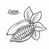 Cocoa Vector Drawn Hand Bean Premium sketch template