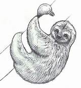 Sloth Realistic Faultier Sloths Draw Faultiere Perezoso Oso Zeichnungen Realista Tiere Malvorlagen Zeichnung Perezosos Tieren Skizzen Erwachsene Malen Colorluna Artistas sketch template