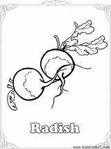 Coloring Radish Getcolorings Vegetable sketch template