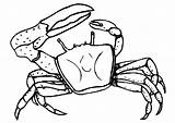 Crab Coloring Pages Kids Sea Template Printable Hermit Drawing Outline Cartoon Templates Creature Colouring Cliparts Creatures Krabbe Animal Print Simple sketch template