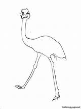 Emu sketch template