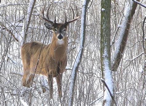 Art Lander’s Outdoors White Tailed Deer Population Flourishes Today As