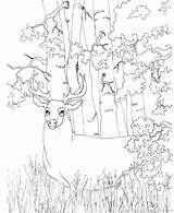 Coloring Pages Deer Elk Hunting Monument Washington Whitetail Printable Bow Buck Color Getdrawings Getcolorings Print Bull Browning Adults Colorings Colori sketch template