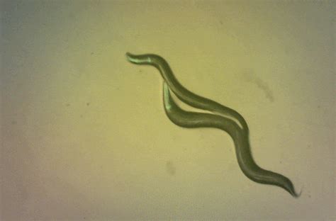this worm evolved self fertilization and lost a quarter of its dna
