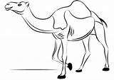 Camel Coloring Dromedary Camels Pages Dibujo Camello Dibujos Para Colorear Pintar Camellos Printable Animales Navidad Drawing Categories Guardado Supercoloring Public sketch template