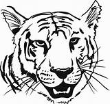 Tigre Coloriages Colorier sketch template