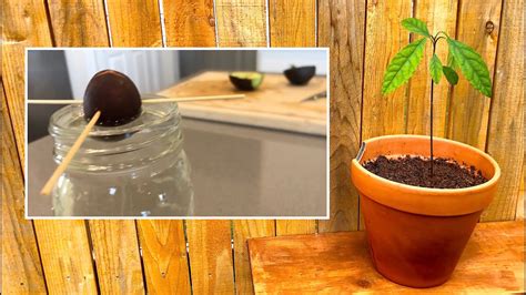 How To Grow An Avocado Tree From Seed In 90 Days Easy Includes Time