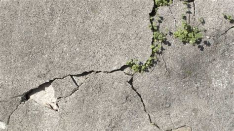 Self Healing Concrete Repairs Its Own Cracks Self Healing Concrete