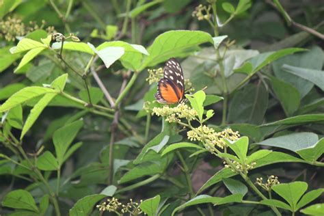 photo butterfly  tree butterfly monarch tree