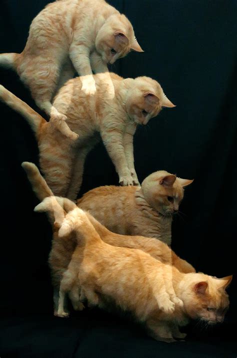 falling cat photograph  micael carlsson pixels