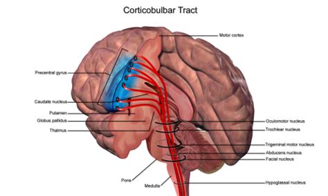 corticobulbar tract physiopedia